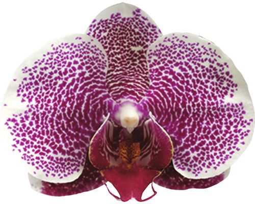 Nahaufnahme einer Phalaenopsis-Orchideenblüte