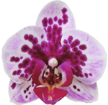 Nahaufnahme einer Orchideenblüte