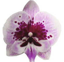Nahaufnahme einer einzelnen Orchideenblüte mit violetten Akzenten