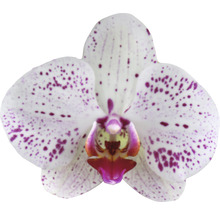Nahaufnahme einer weiß-lila gefleckten Orchideenblüte