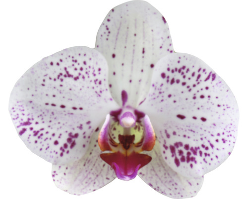 Nahaufnahme einer weiß-lila gefleckten Orchideenblüte
