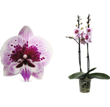 Orchidee im Topf mit gefleckten Blüten