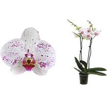 Orchidee mit gefleckten Blüten im Topf