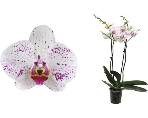 Orchidee mit gefleckten Blüten im Topf