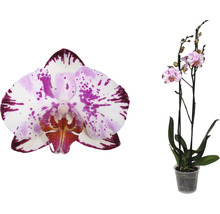 Orchidee im Topf mit gesprenkelten Blüten