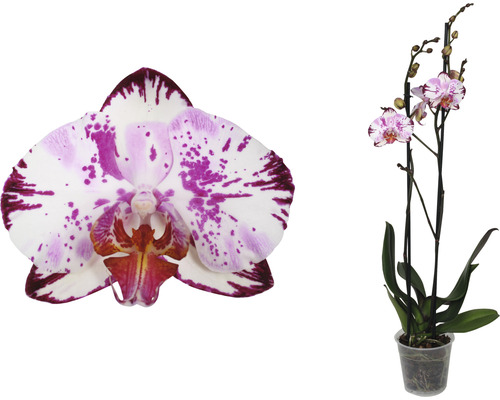 Orchidee im Topf mit gesprenkelten Blüten