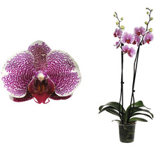Phalaenopsis Orchidee im Topf