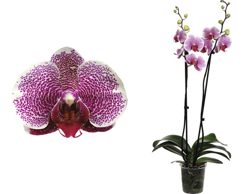 Phalaenopsis Orchidee im Topf