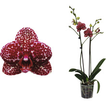 Gepunktete Orchidee in einem Topf