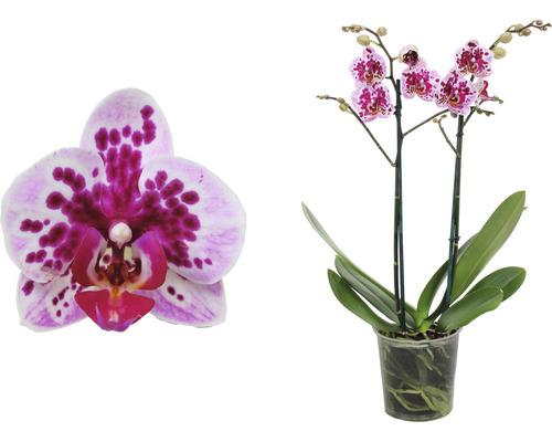 Orchidee im Topf mit gefleckten Blüten