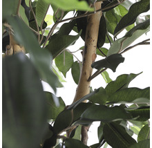 Nahaufnahme eines künstlichen Ficus Baums mit Blättern und Stamm.