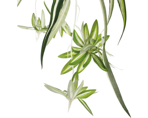 Grünlilie mit weiß-grünen Blättern