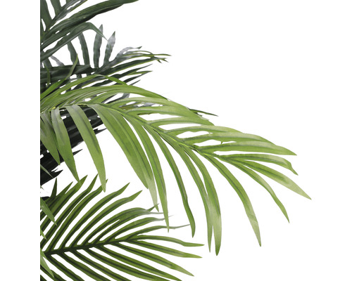 Nahaufnahme von Palmwedeln