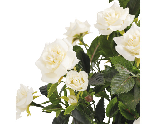 Nahaufnahme von weißen Rosen mit grünen Blättern