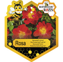 Bodendeckerrose 'Bienenweide Hellrot' FloraSelf Rosa 'Bienenweide Hellrot' H 10-30 cm Co 2 L