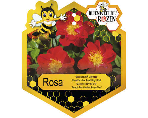 Etikett der Bees Paradise Rose Light Red Pflanze