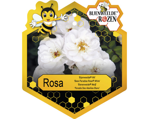 Bijenweelde Rosen Rosa Pflanze mit weißen Blüten