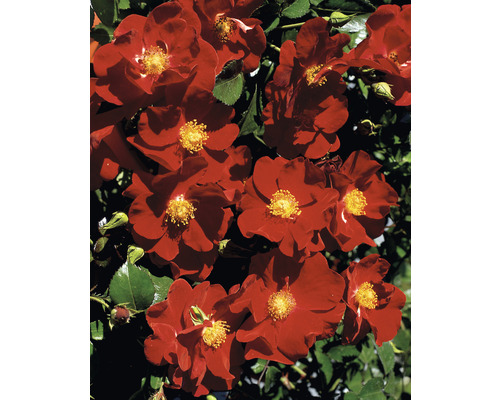 Blühende rote Rose mit grünen Blättern