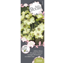 Rosy Boom Rose Lime Produktetikett mit Informationen zu bienenfreundlichen Rosen und Millionen von Blüten im Sommer.