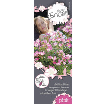 Rosy Boom Rose mit Frau im Hintergrund