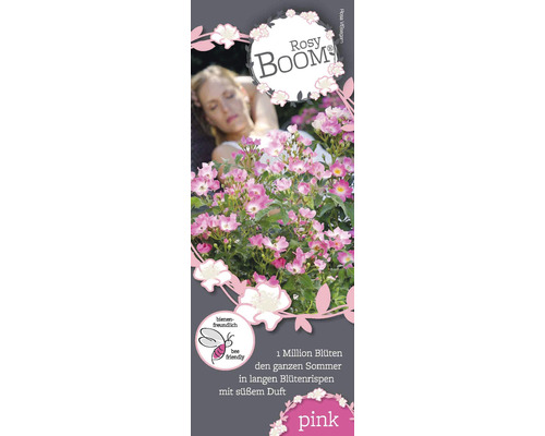 Rosy Boom Rose mit Frau im Hintergrund