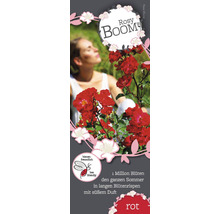 Rosy Boom Rose mit dem Hinweis bienenfreundlich