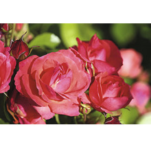 Nahaufnahme von roten Rosenblüten