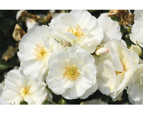 Nahaufnahme weißer Rosenblüten