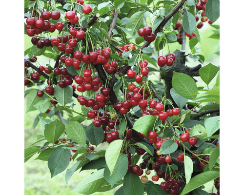 Kirschbaum mit vielen reifen Kirschen und grünen Blättern