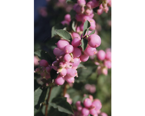 Nahaufnahme eines Zweigs der Schneebeere mit rosa Beeren