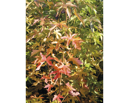 Amerikanischer Amberbaum mit sternförmigen Blättern