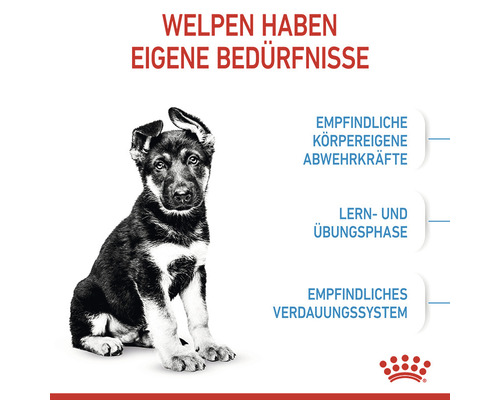 Welpe mit Informationen zu besonderen Bedürfnissen