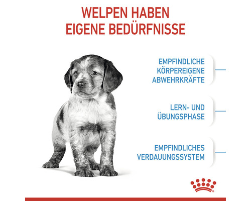 Welpe mit Informationen zu den Bedürfnissen von Welpen