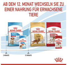 Royal Canin Hunde Futter Timeline von Welpen zu Erwachsenen Tieren