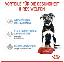 Welpe sitzt vor einem Napf mit Hundefutter der Marke Royal Canin, hervorgehoben werden die Vorteile für die Gesundheit des Welpen.