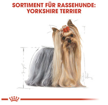 Yorkshire Terrier Hunderasse Sortiment