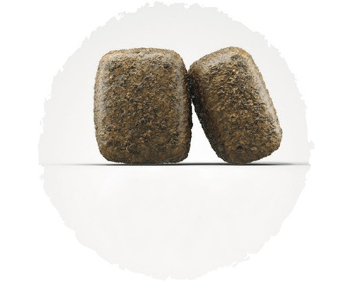 Zwei Stücke Hunde Trockenfutter