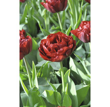 Blumenzwiebel FloraSelf® Tulpe 'Uncle Tom' 7 Stk