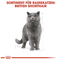 British Shorthair Katze