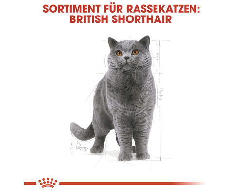 British Shorthair Katze