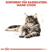 Maine Coon Katze Sortiment für Rassekatzen