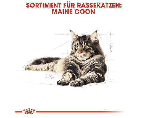 Maine Coon Katze Sortiment für Rassekatzen
