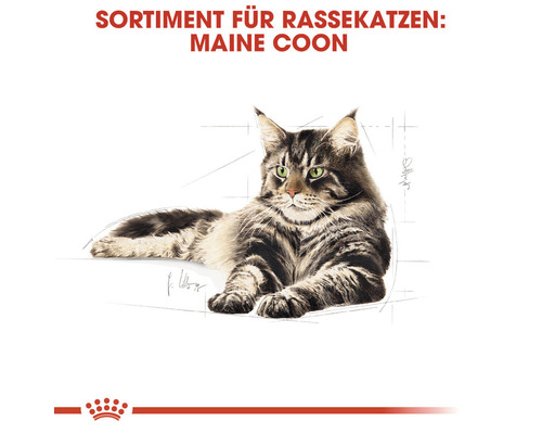 Maine Coon Katzenrasse Sortiment