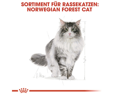 Sortiment für Rassekatzen: Norwegische Waldkatze