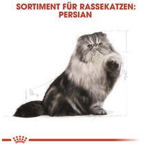 Perserkatze für Rassekatzenfutter