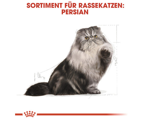 Illustration einer Perserkatze