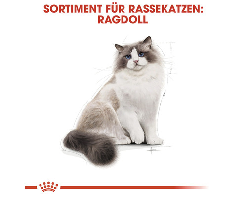 Illustration einer Ragdoll Katze