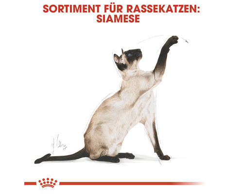 Siamese Katze für Rassekatzenfutter