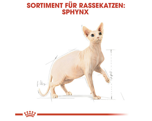 Illustration einer Sphynx Katze für Rassekatzenfutter
