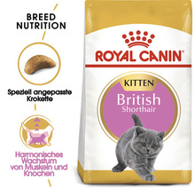 Royal Canin Katzenfutter für Britisch Kurzhaar Kitten
